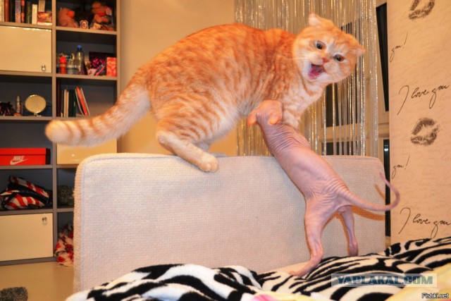 Смешное из инета