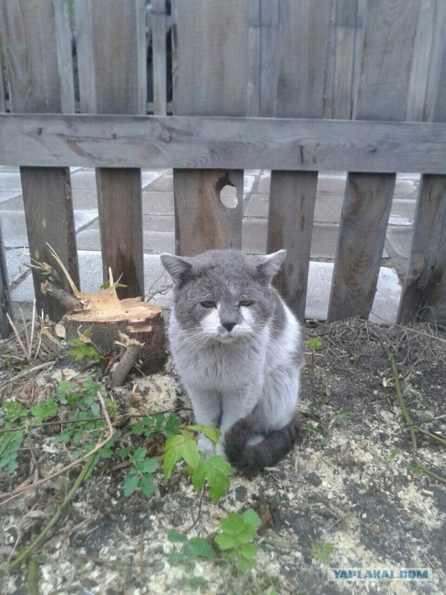 Котовторник 12.05.2015