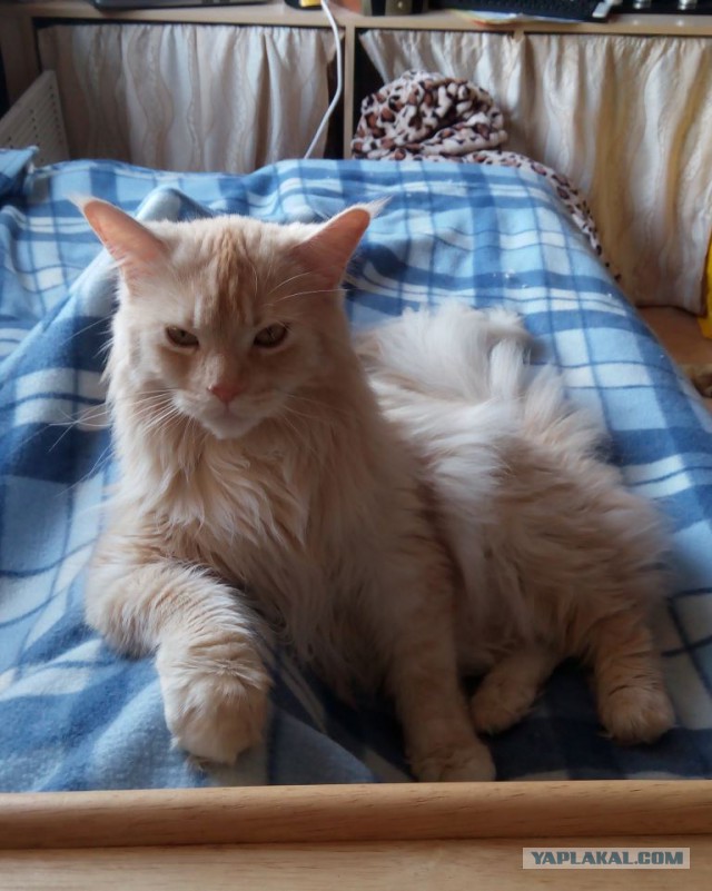 Котопёс))