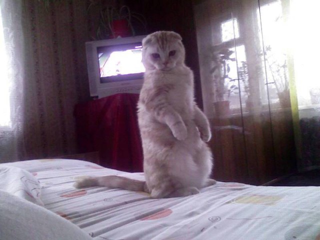 Котовторник