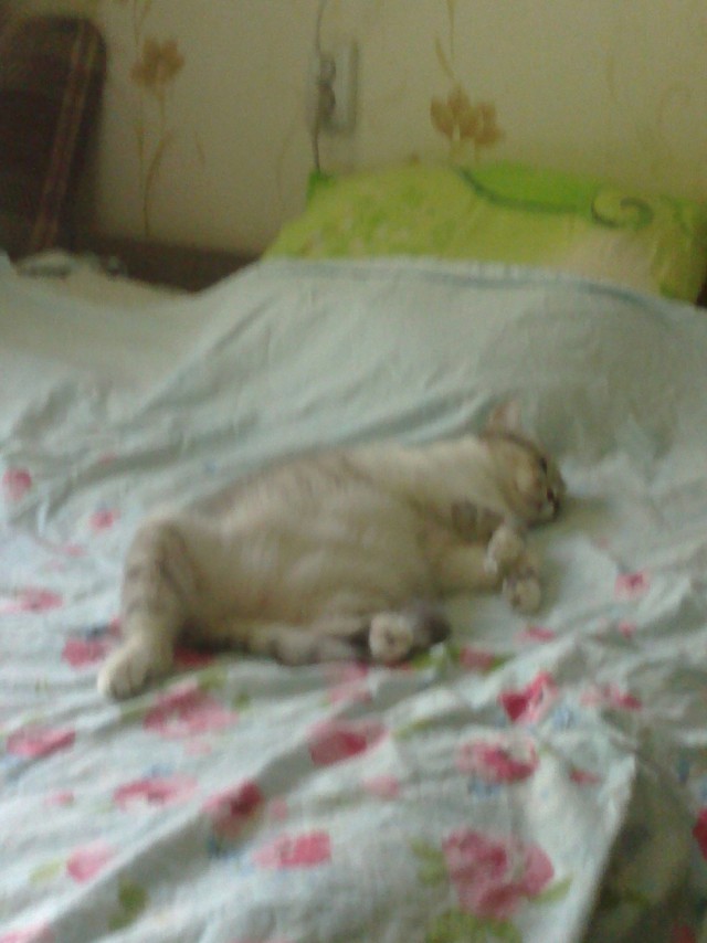 Котовторник  21.07.2015
