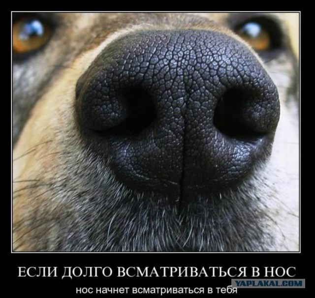Фотографическая повесть «Нос»
