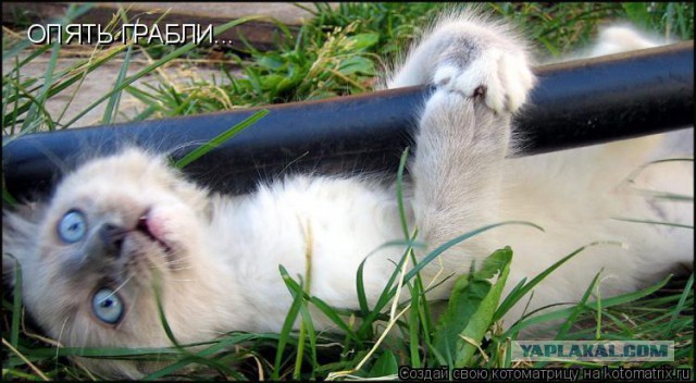 Прикольные коты