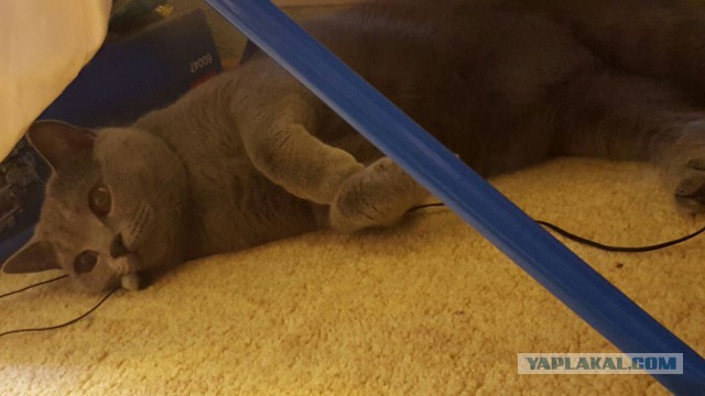 Котооо-о-о-вторник
