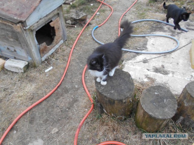 Жизнь домашнего приюта для котеек 107