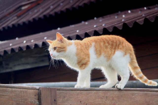 Котовторник 31.05.2016
