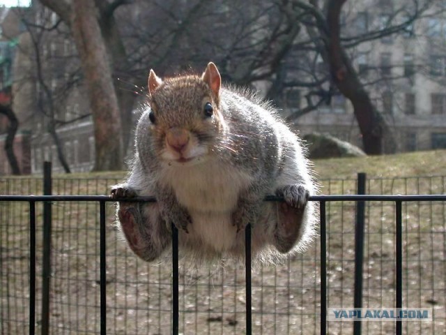 Прикольные животные