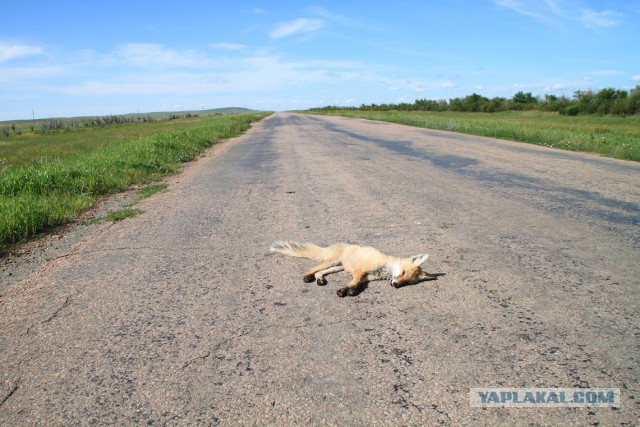 Степи Казахстана