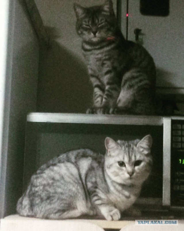 Котовторник 01.11.2016 г.