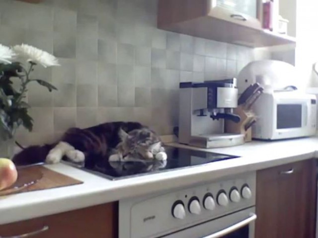 Коты из сети