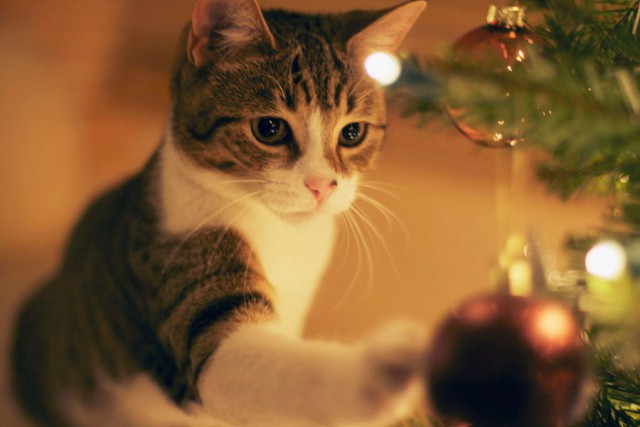 Коты из сети