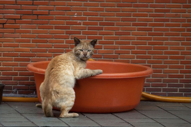 Коты из сети