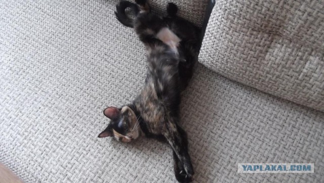 Что делать с котом
