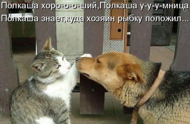 Коты и Кошки