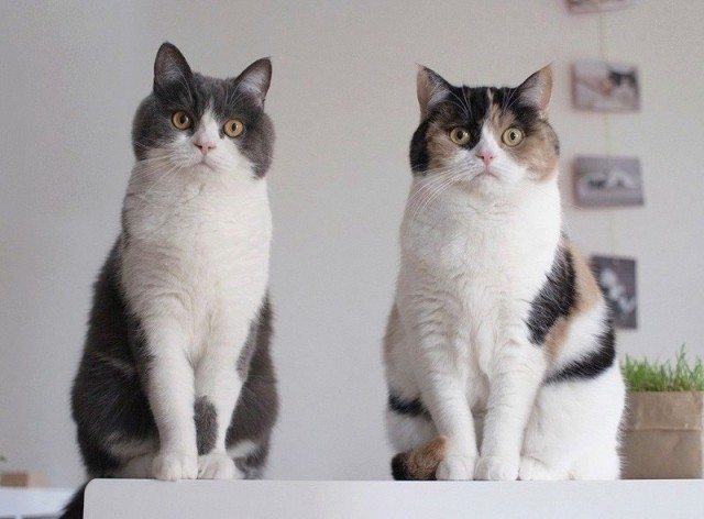 Коты и Кошки