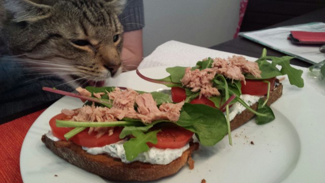 Коты и Кошки
