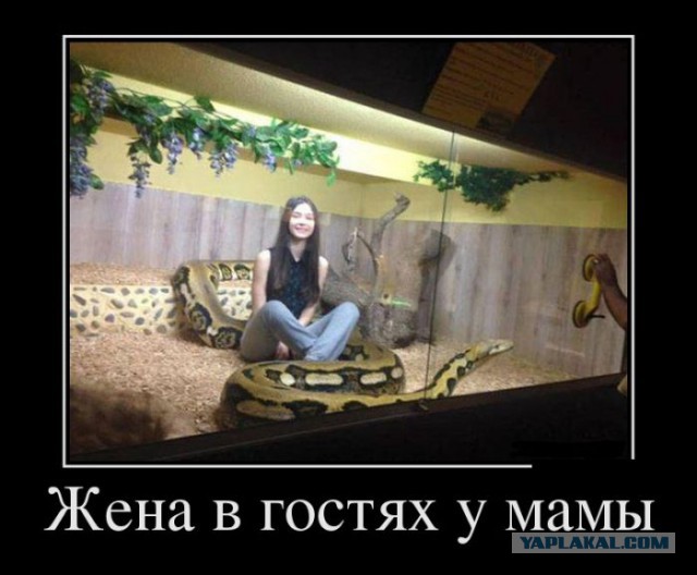 Баяны в чёрных рамках