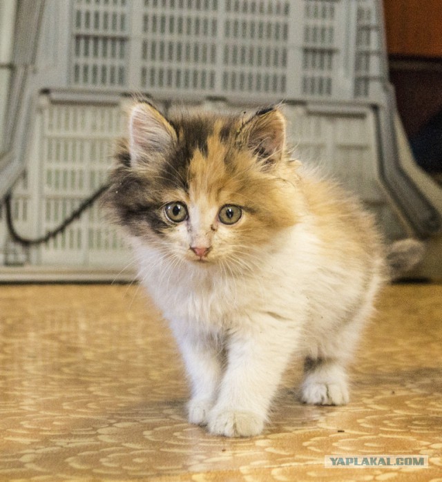 Котовторник 27.06.2017