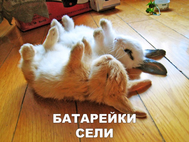 Подборка забавных животных