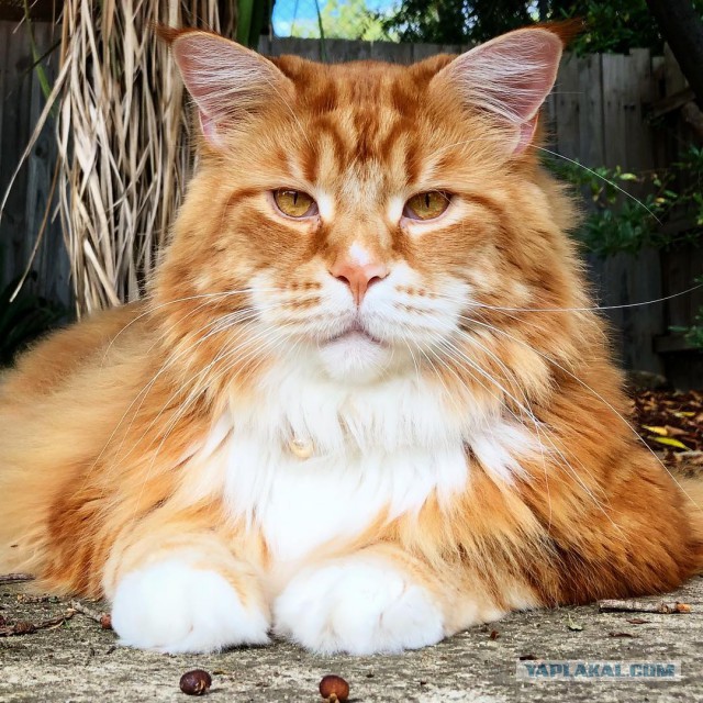 Котовторник 28.11.2017