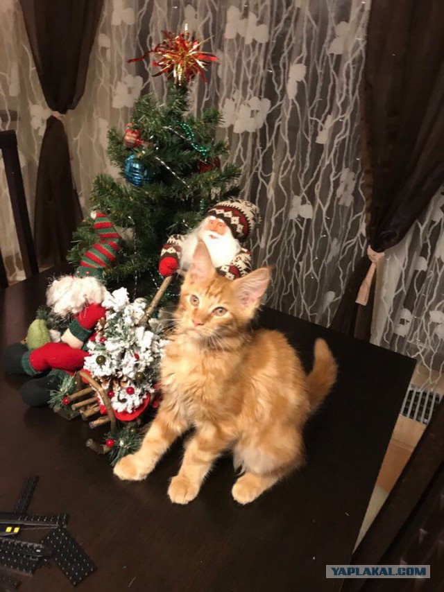 Котовторник 9.01.2018