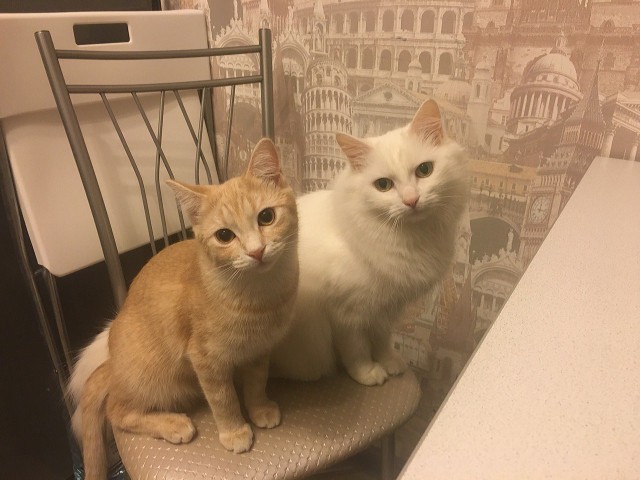 Прикольных котов пост