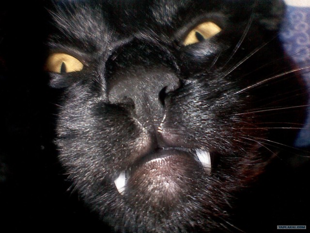 Котовторник  на  ЯПлакалъ