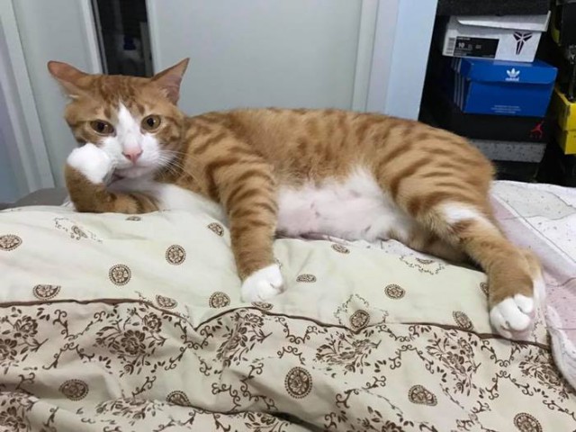 Прикольных котов пост