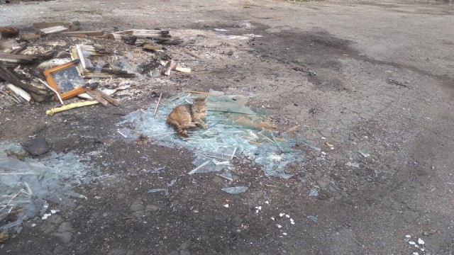 Прикольных котов пост