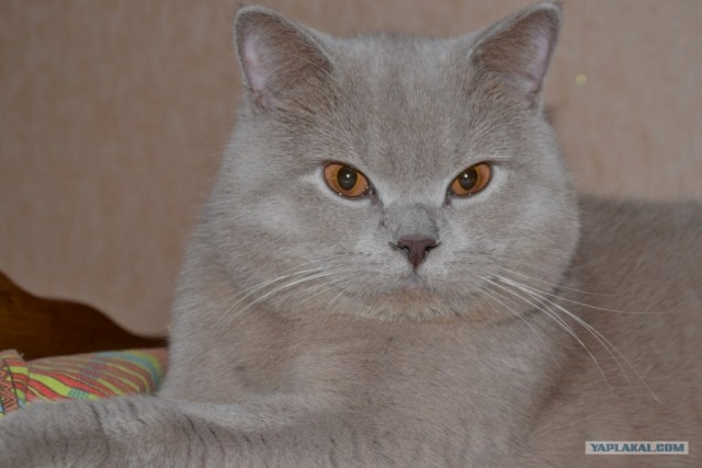 Котовторник 25.01.2011