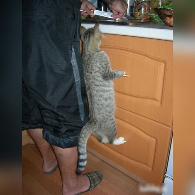 Прикольных котов пост