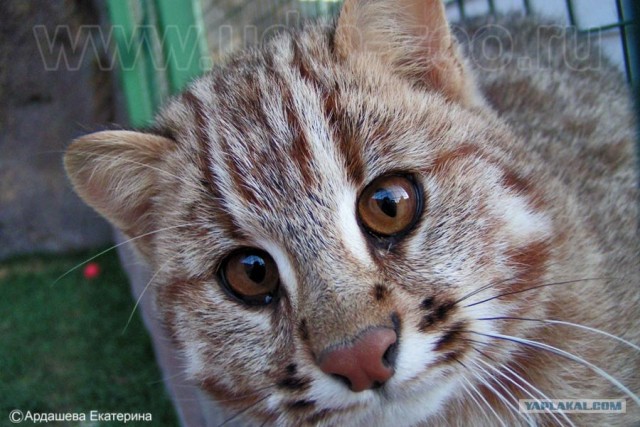 Котовторник. А как же?!