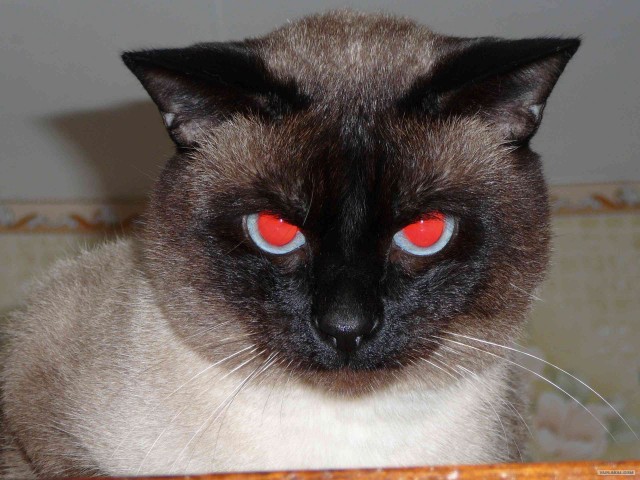 Котовторник с Максом