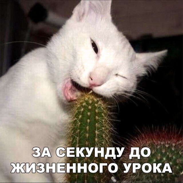 Нестандартный юмор