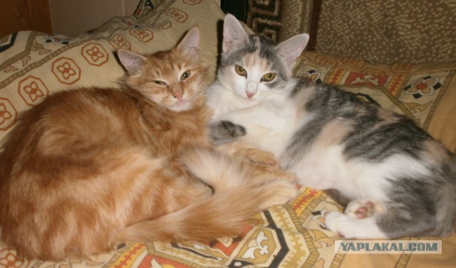 Котовторник 27.11.2018