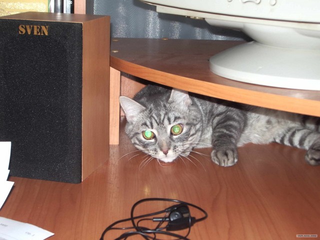 Котовторник (10.01.2012)