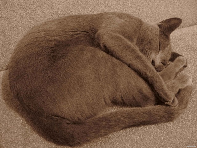 Котовторник (14.02.2012)