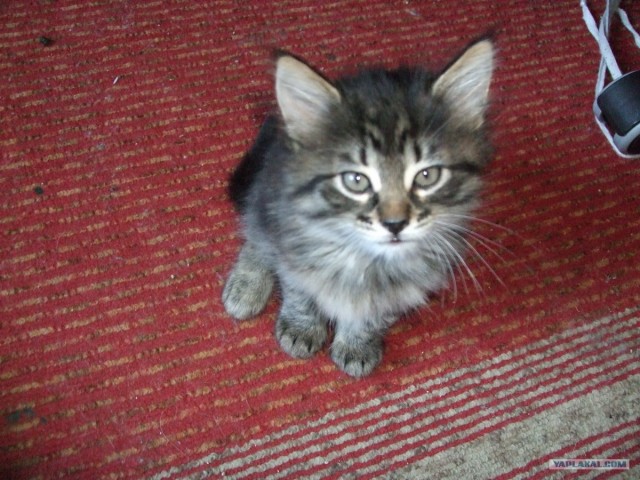 КОТОВТОРНИК (6.03.2012)