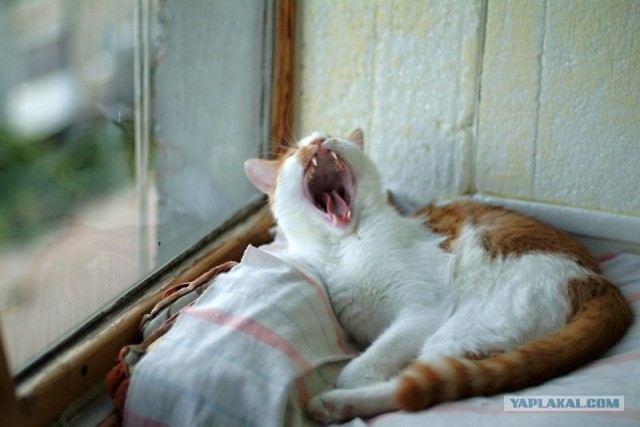 Котовторник 22.05.2012