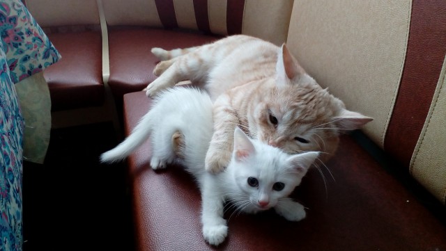 05.03.19 Котовторник же