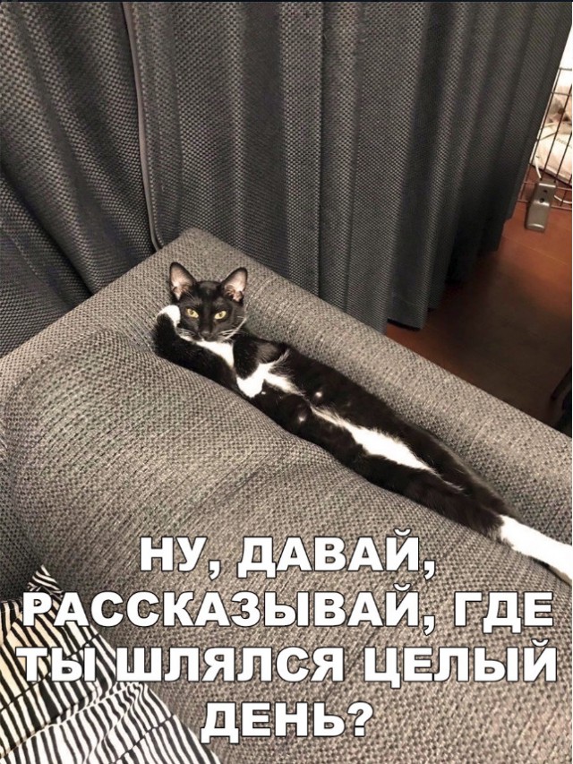 Забавные фото котеек