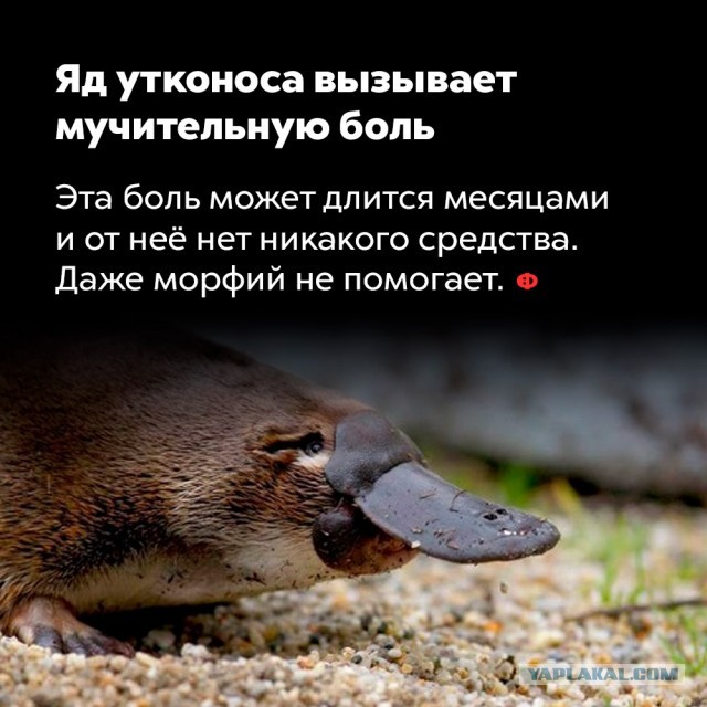 Лебедь: Почему это безумно опасное существо?