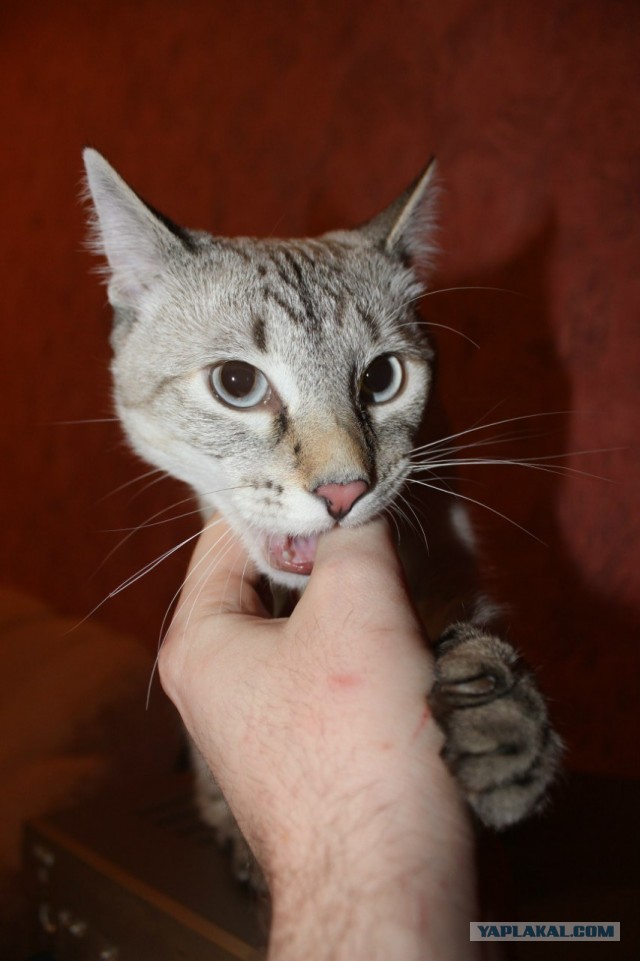 Котейка. Позитива пост. Эволюция?