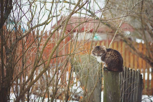 Задорные заборные котэ