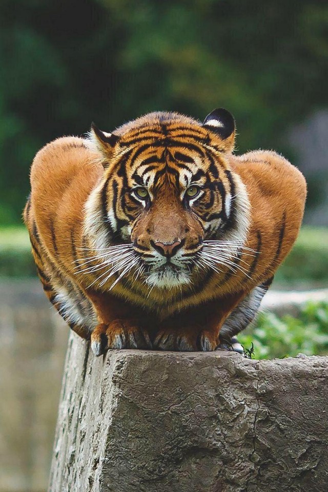 Эти забавные животные