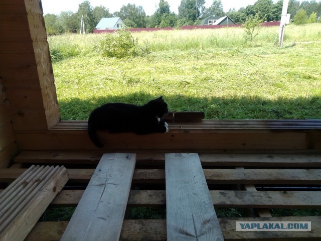 История одного котенка