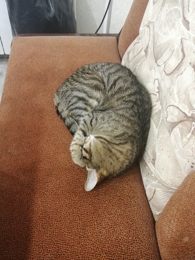 Цой по кошачьи