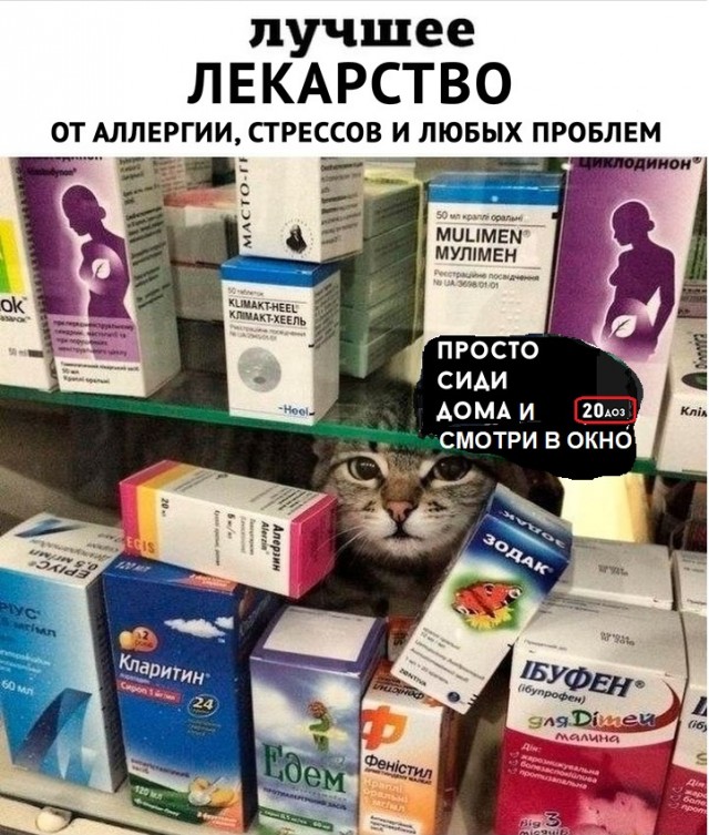 Картинки с котами и про котов