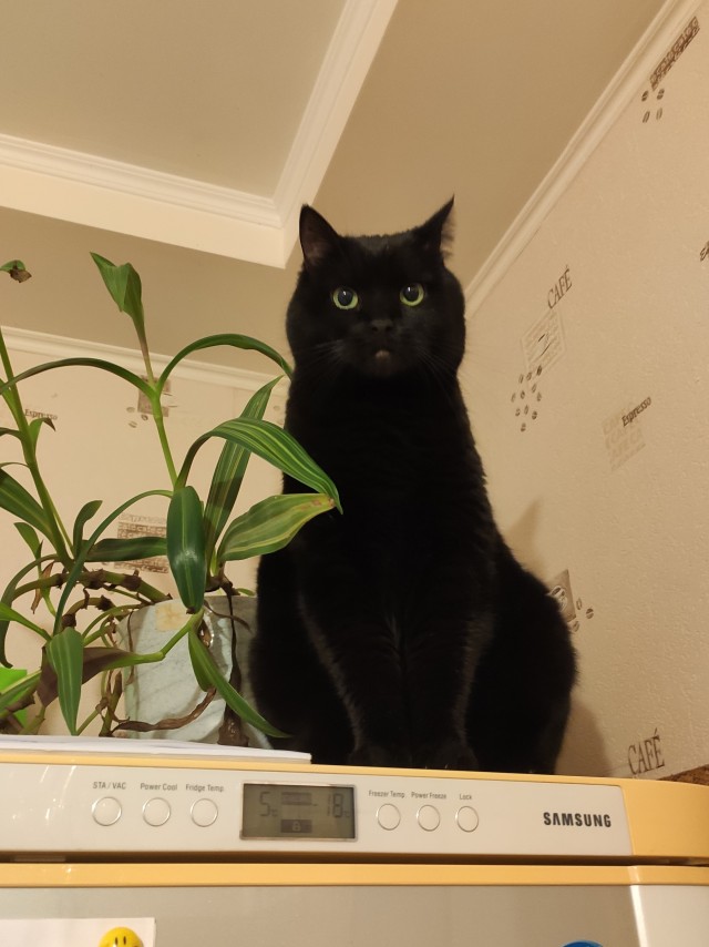 Котовторник!
