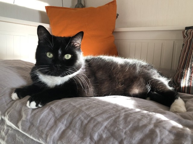 Мои личные котейки к котовторнику!